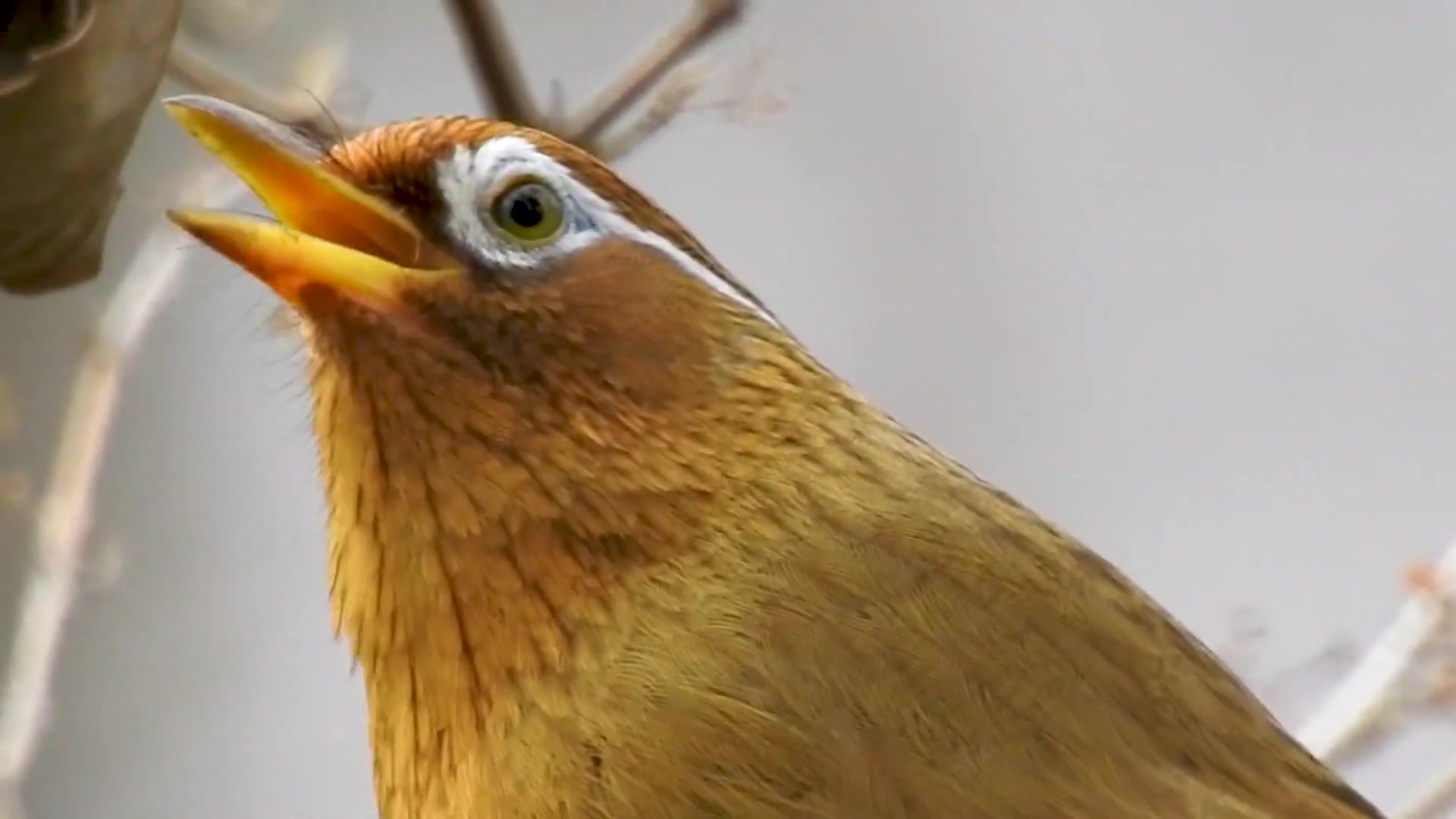 画眉鸟怎么分公母 从5个方面来分辨画眉鸟的雌雄