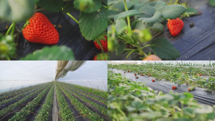 草莓大棚种植采摘8K
