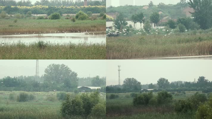 湿地保护鸟类白鹭群飞