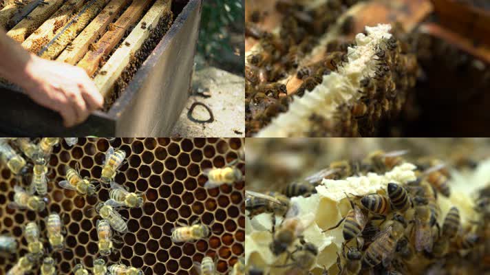 放蜂人 养蜂人 天然蜂蜜
