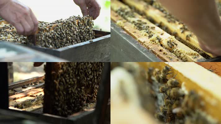 蜜蜂 自然 天然 养蜂场 蜂蜜 