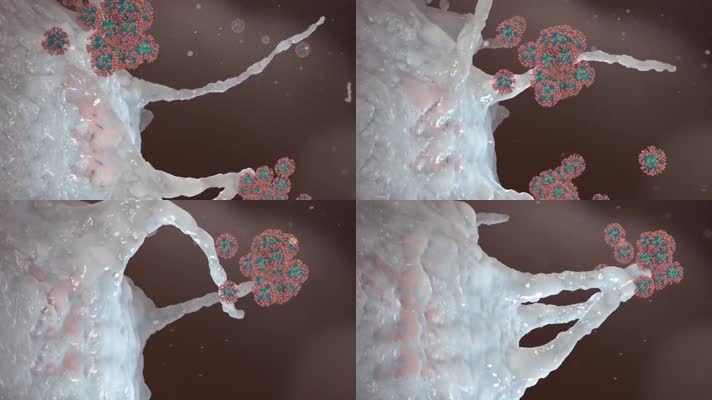 巨噬细胞吞噬病毒三维动画