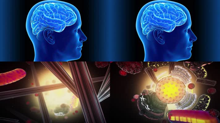 大脑人体器官病毒三维动画