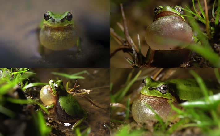 青蛙，青蛙叫，青蛙实拍