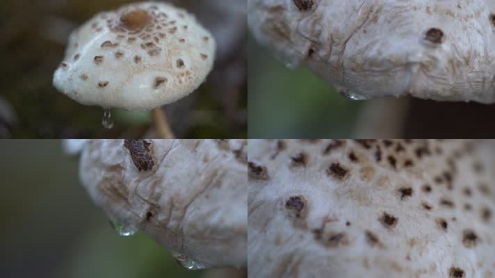 野生蘑菇 菌菇 菌类 菌子
