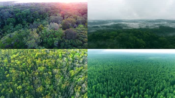 4K热带原始森林丛林