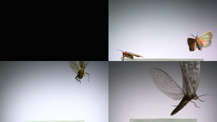 各种昆虫飞行慢镜头