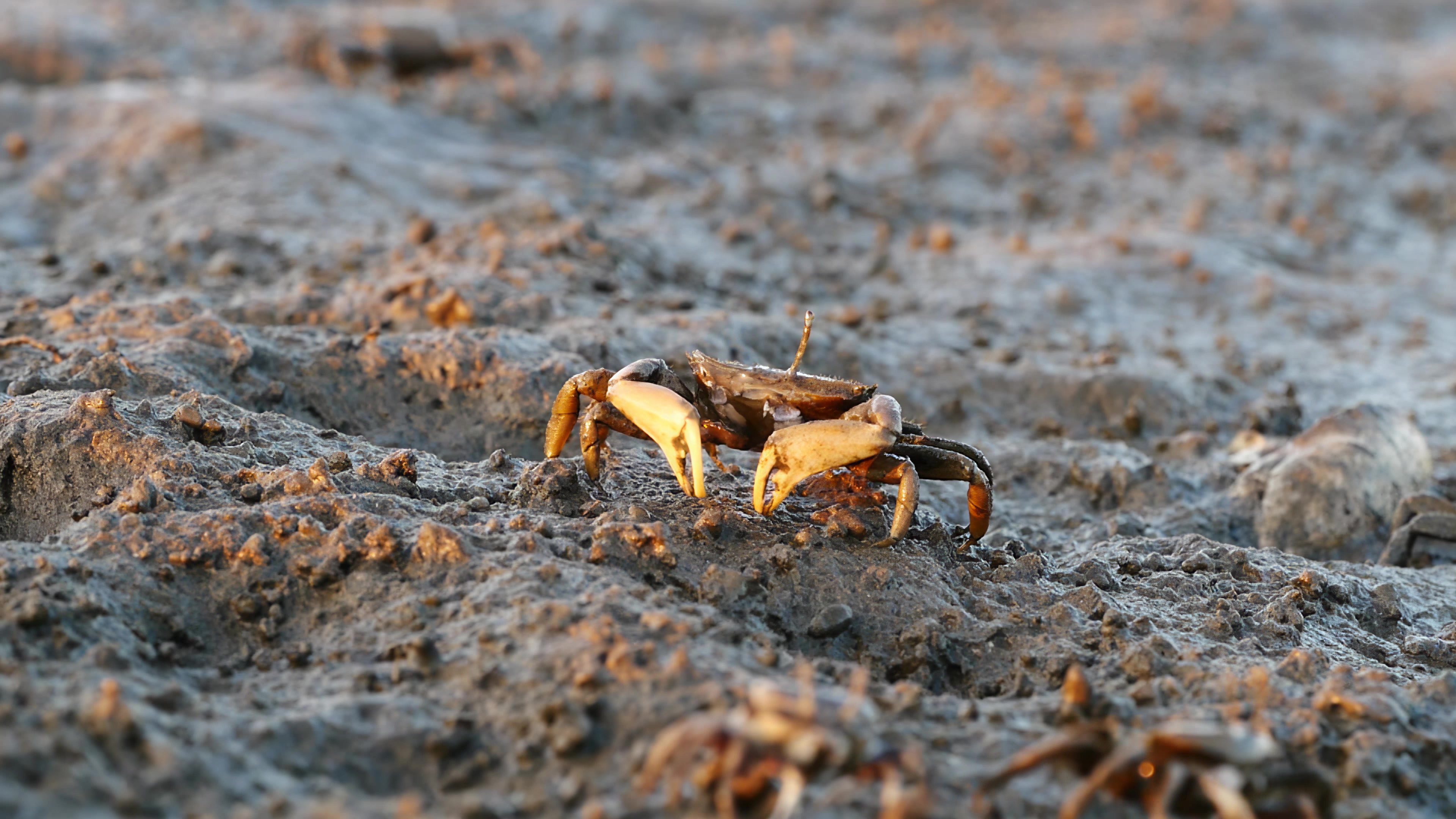 海边的螃蟹图片素材-编号13961264-图行天下
