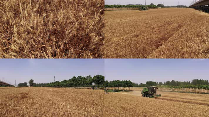 夏季收割机收麦子