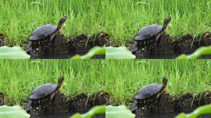 龟池，放生池，乌龟