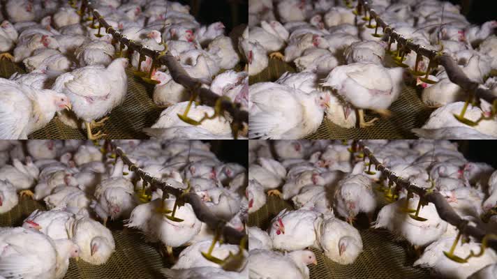养鸡场饲养白羽鸡环境 (10)
