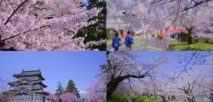 日本樱花，公园樱花，樱花飘落