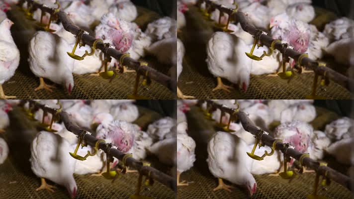 养鸡场饲养白羽鸡环境 (9)