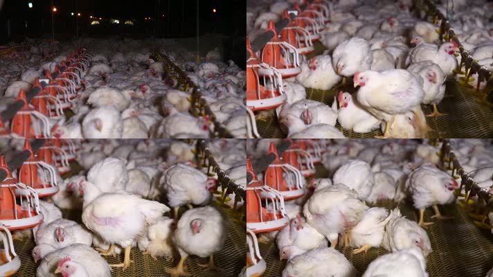 养鸡场饲养白羽鸡环境 (8)
