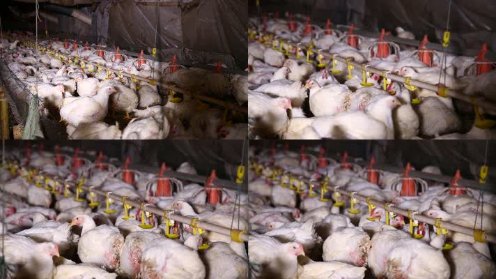 养鸡场饲养白羽鸡环境 (3)
