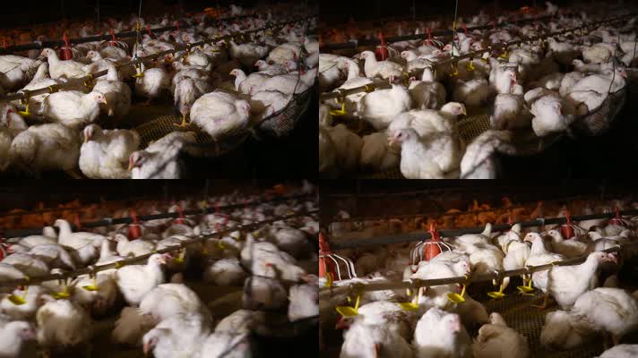 养鸡场饲养白羽鸡环境 (15)