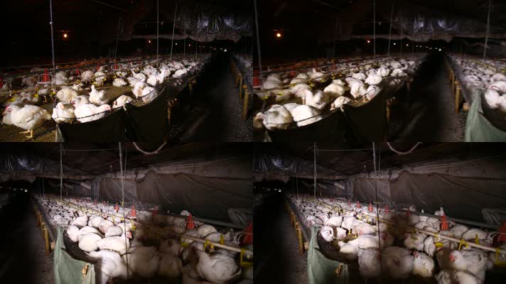 养鸡场饲养白羽鸡环境 (1)