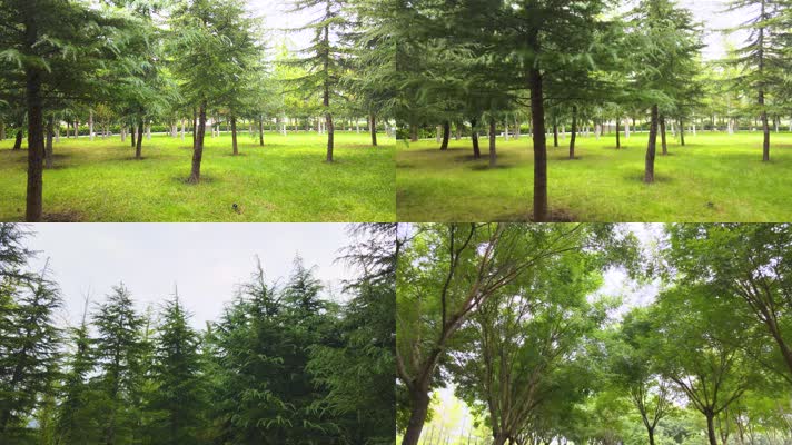 郑州天健湖城市公园树林风光