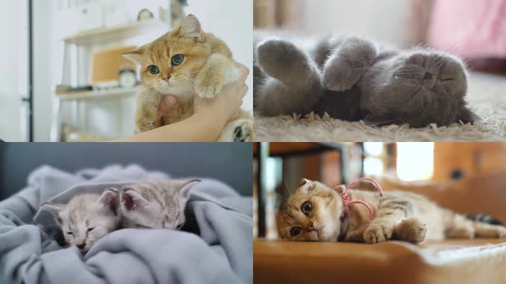 【4K】各种萌猫咪视频合集萌猫动作表情