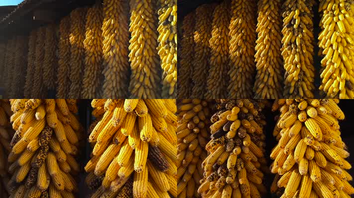 丰收的包谷视频秋季乡下农家晾晒金色玉米