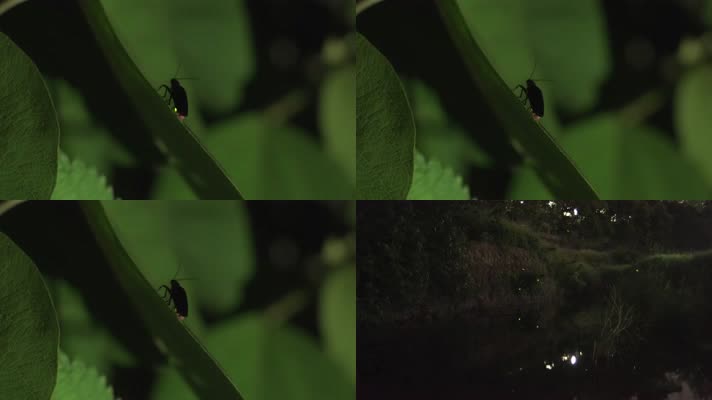 萤火虫，小河草丛