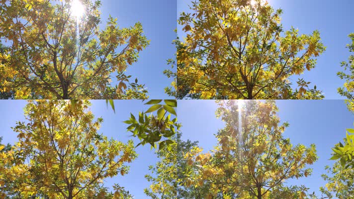 阳光穿过树木 蓝天空 美景 万里无云