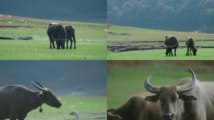水牛视频草地上水牛远景特写慢镜头
