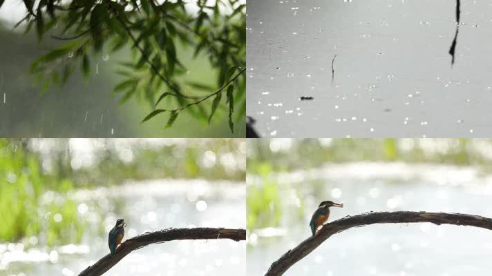 春雨，江南水乡，水面小鸟树木