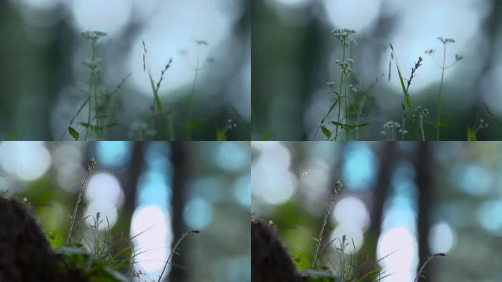 小草慢镜头背景视频逆光下摇曳的小草绿叶