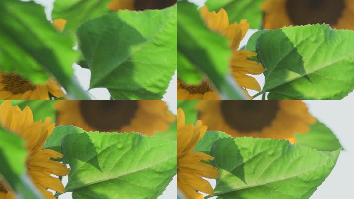 向日葵视频阳光下向日葵金色花瓣绿叶慢镜头