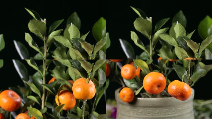 盆栽观赏橘子金桔 (2)