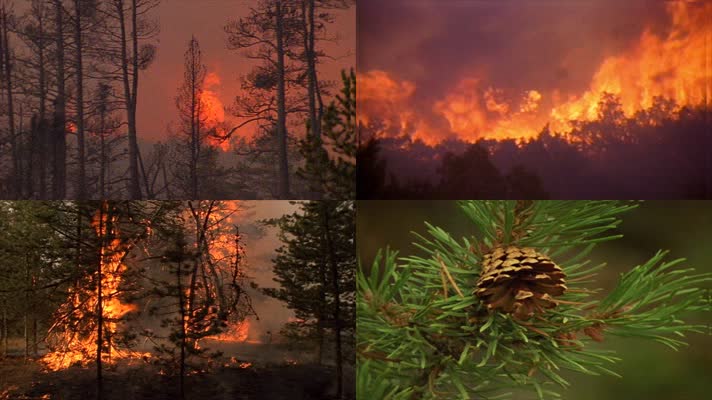 火灾消防汹汹山火烧林