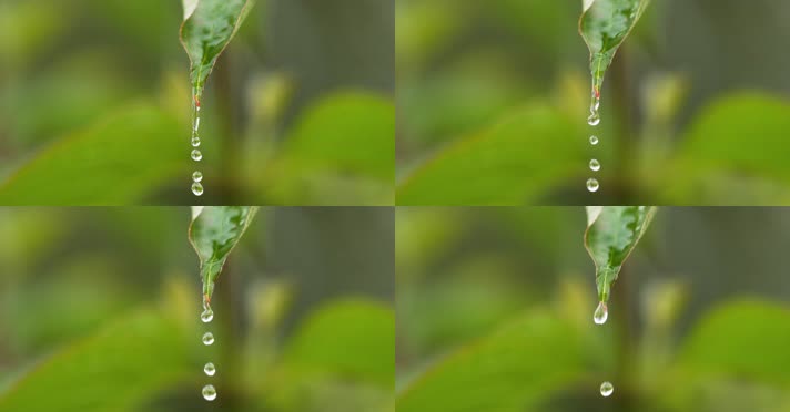 水滴植物 (1)