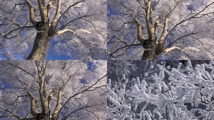 树下仰望森林雪景，树木结冰，树枝挂雪