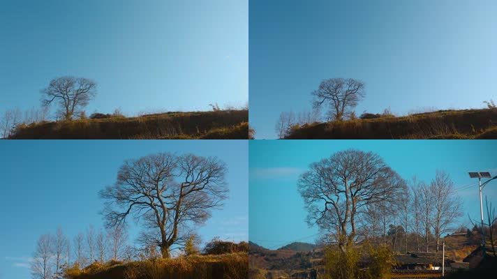 老树视频云南农村冬季一棵特殊枯枝大树