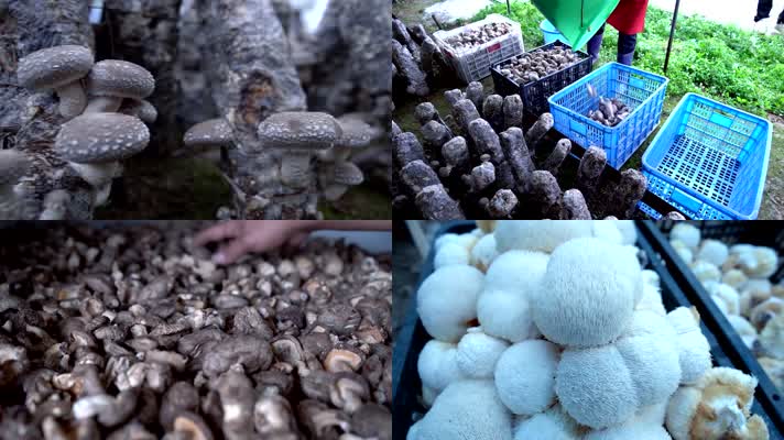 种植基地 香菇 蘑菇 食品