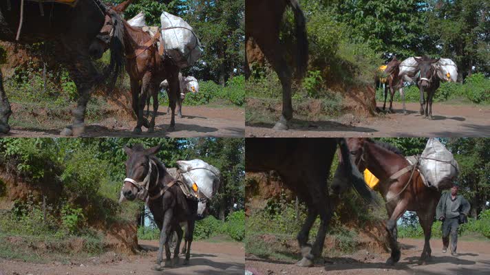 马帮视频中国西南农村驮货物的马匹马队