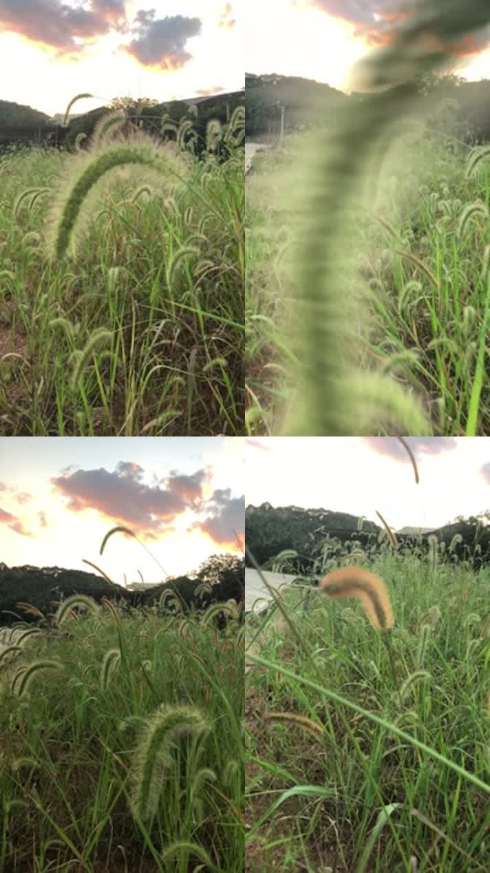 夕阳、稻田、狗尾巴草、美景、风景（1）
