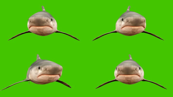 【4K】鲨鱼