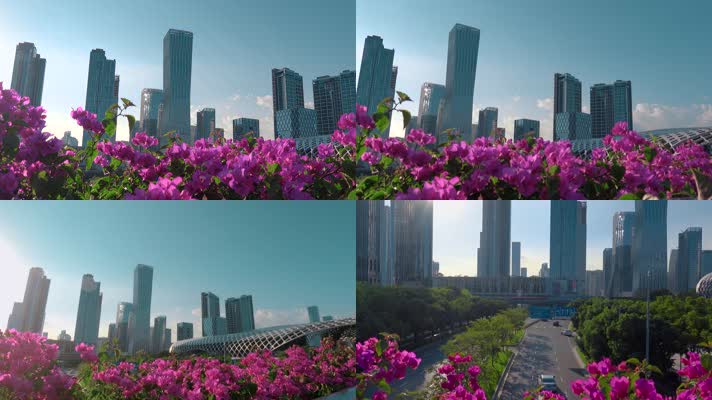 深圳形象视频深圳湾体育中心附近建筑鲜花
