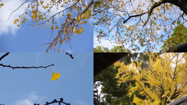秋天树叶遍地银杏叶秋日物语生态环境