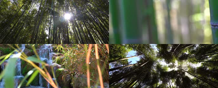 竹林小径，阳光竹园，漫步航拍