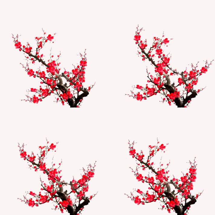 中国风红梅梅花腊梅带透明通道视频素材6