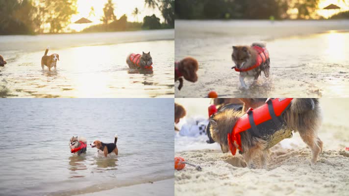 宠物狗狗海边沙滩嬉戏玩耍休闲自在安逸
