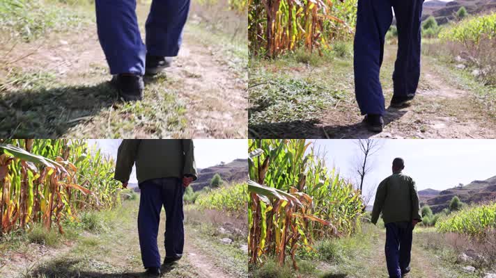 4K 农民在田地里行走步伐背影高速摄影