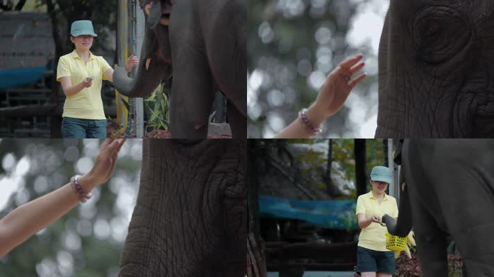 泰国旅游视频泰国大象园游客喂大象食物