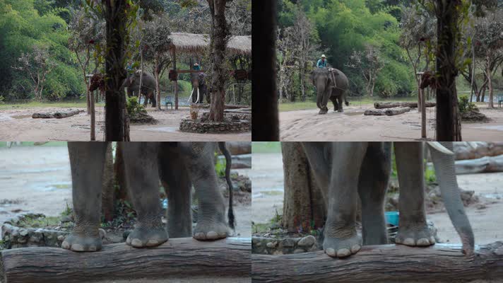 泰国旅游视频泰国大象园象拖运木头象脚特写