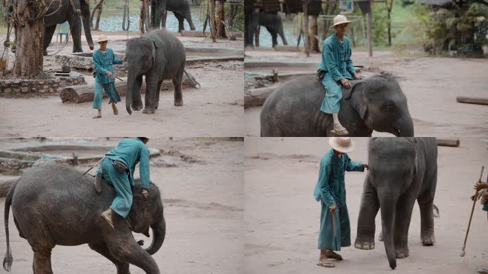 泰国旅游视频泰国大象园训象表演