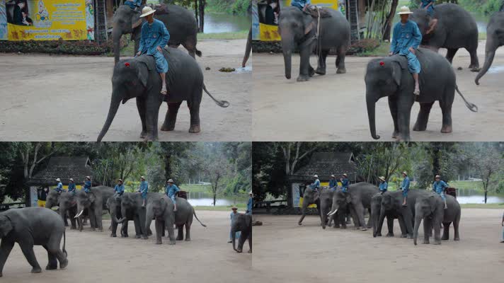 泰国旅游视频泰国大象园训象表演排练象队