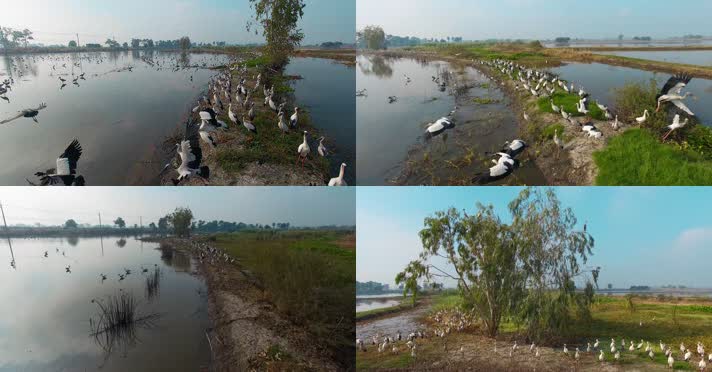 水鸟视频田野湿地里密集成群的鹤鸟